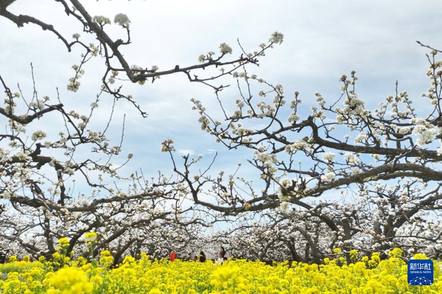 ???(河北)? ???(晉州)? ????(周家莊)? ?9??? ? ????? ????? ???? ??. [4? 5? ?? ??/?? ??: ???]