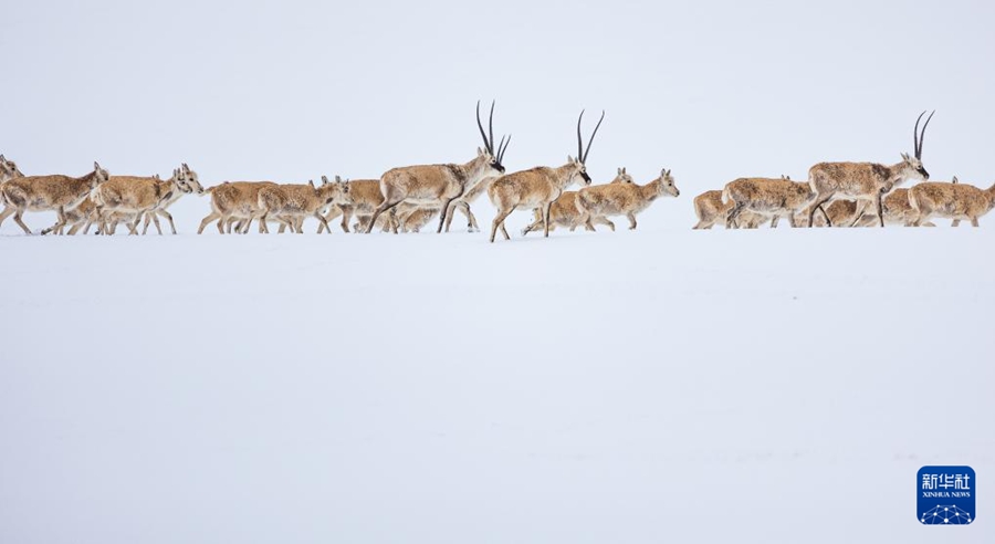 ??? ??(尼瑪)? ??(羌塘) ??? ??????? ???(藏羚羊: ?? ??) ?? ???? ?? ???? ??. [2024? 5? 8? ??/?? ??: ???]