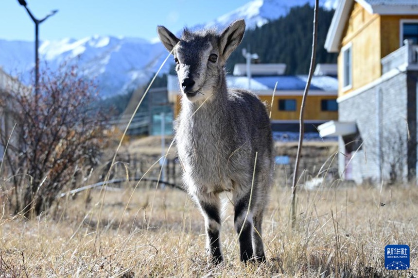 ???? ??? ?????? ‘???’