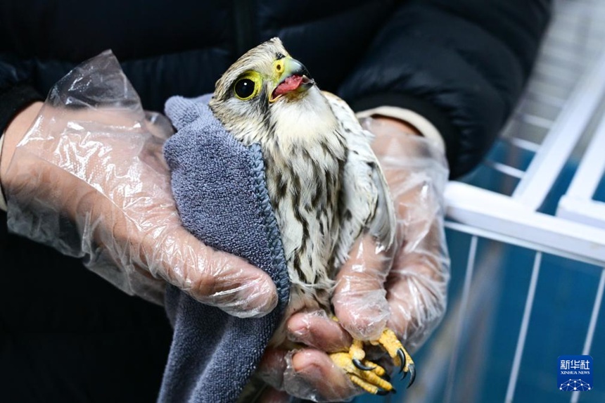 ?????? ??? ?? ????(??: Falco tinnunculus)?? ??? ??. [11? 10? ??/?? ??: ???]