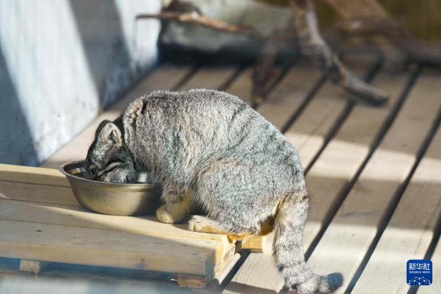 ??? ??????(??: Otocolobus manul) ? ??? ?? ???. [11? 10? ??/?? ??: ???]